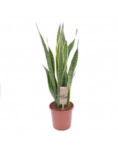 SANSEVIERIA TRIFASCIATA 'LAURENTII' diam. vaso 17 cm 2