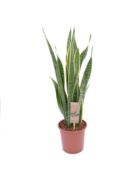 SANSEVIERIA TRIFASCIATA 'LAURENTII' diam. vaso 17 cm