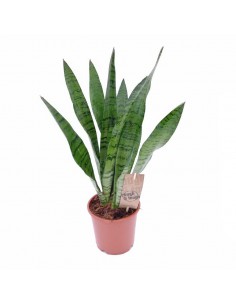 SANSEVIERIA ZEYLANICA "lingua di suocera" diam vaso 14 cm 2