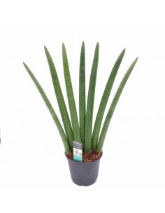 SANSEVIERIA CLINDRICA A VENTAGLIO diam. vaso 14 cm 2