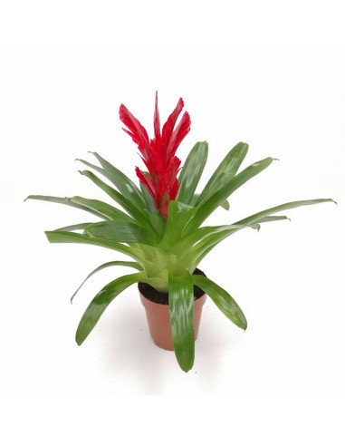 VRIESEA INTENSO RED dimensione vaso 12 cm.