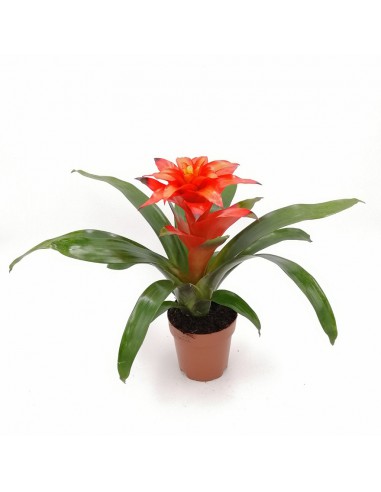 GUZMANIA FIERO ORANGE dimensione vaso 12 cm