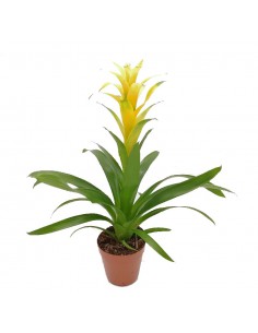 GUZMANIA MIDADOR GIALLA dimensione vaso 12 cm