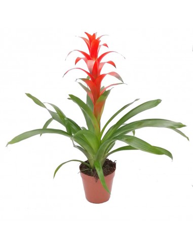 GUZMANIA OSTARA RED dimensione vaso 13 cm