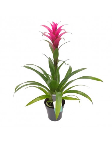 GUZMANIA FREYA PORPORA dimensione vaso 13