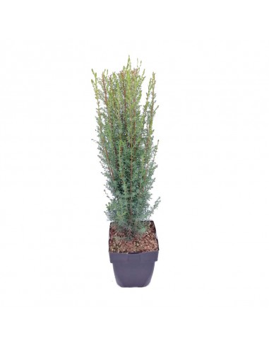 JUNIPERUS COMMUNIS ALRNOLD diametro vaso 17 cm