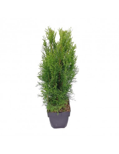 THUJA OCCIDENTALIS SMARAGD diametro vaso 17 cm