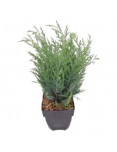 CHAMAECYPARIS LAWSONIANA VAN PELT'S BLUE diametro vaso 17 cm