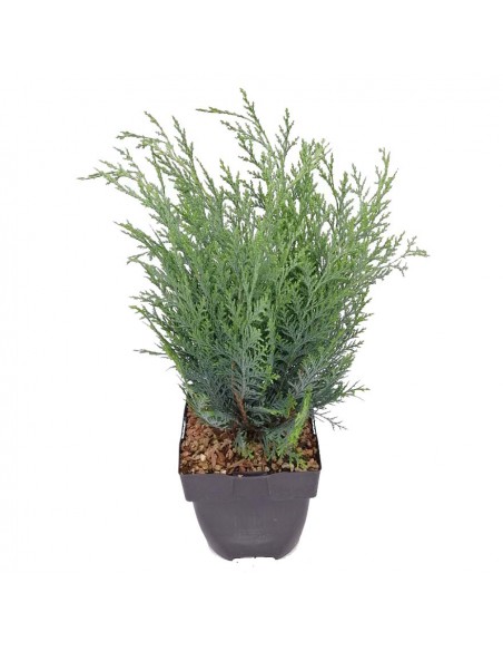 CHAMAECYPARIS LAWSONIANA VAN PELT'S BLUE diametro vaso 17 cm