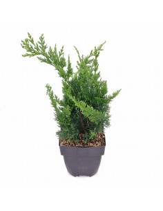 CHAMAECYPARIS LAWSONIANA WISSELII diametro vaso 17 cm