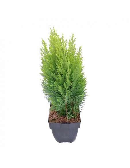 CHAMAECYPARIS LAWSONIANA ELLWOOD'S  vaso 17 cm