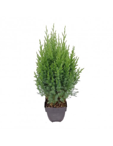 GINEPRO CHINENSIS "STRICTA" diametro vaso 17 cm