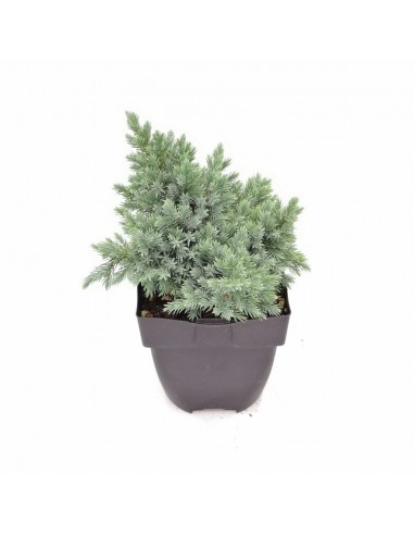 JUNIPERUS SQUAMATA BLUE STAR diametro vaso 17 cm