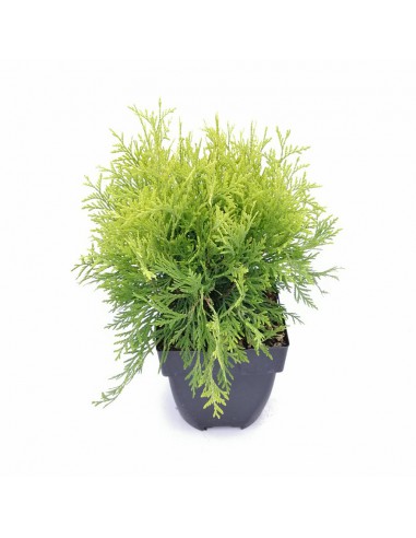 THUJA OCCIDENTALIS GOLDEN GLOBE diametro vaso 17 cm