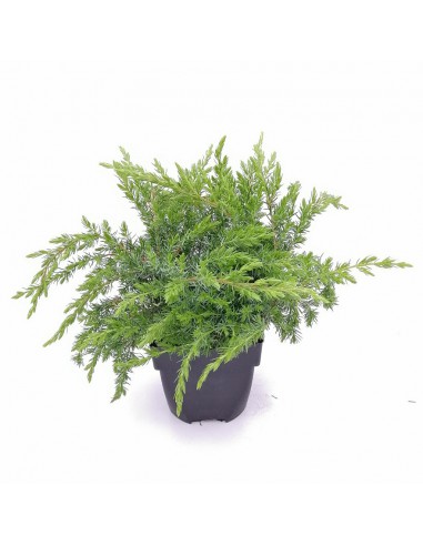 JUNIPERUS CONFERTA SCHLAGER diametro vaso 17 cm