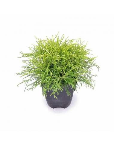 CHAMAECYPARIS PISIFERA SUNGOLD diametro vaso 17 cm