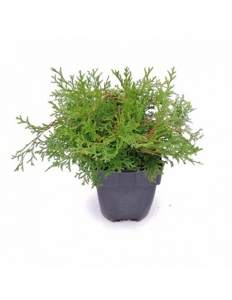 CHAMAECYPARIS OBTUSA PYGMAEA diametro vaso 17 cm