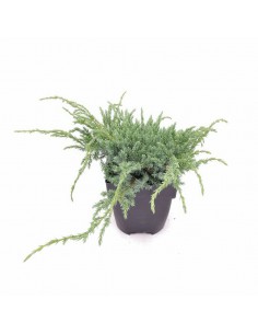JUNIPERUS SQUAMATA BLUE CARPET diametro vaso 17 cm