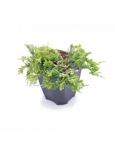 JUNIPERUS HORIZONTALIS GOLDEN CARPET diametro vaso 17 cm