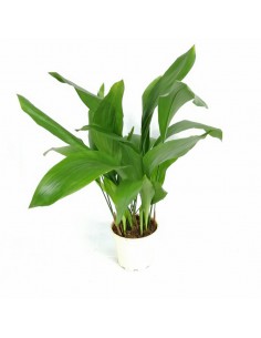 ASPIDISTRA ELATIOR (pianta di piombo) diametro vaso 17 cm 2