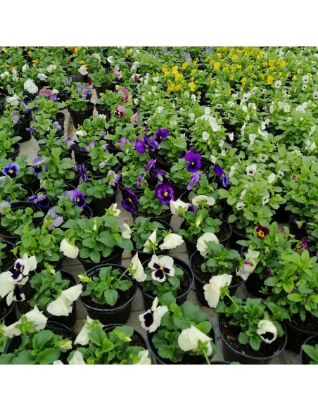 VIOLA MIX DI COLORE fioriscono a lungo vaso 10 cm