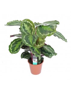 MARANTA CALATHEA MEDILLON dimensione vaso 19 cm
