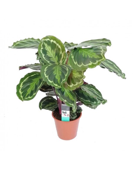MARANTA CALATHEA MEDILLON dimensione vaso 19 cm
