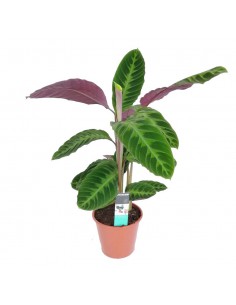 MARANTA CALATHEA WARSCEWICZII dimensione vaso 19 cm