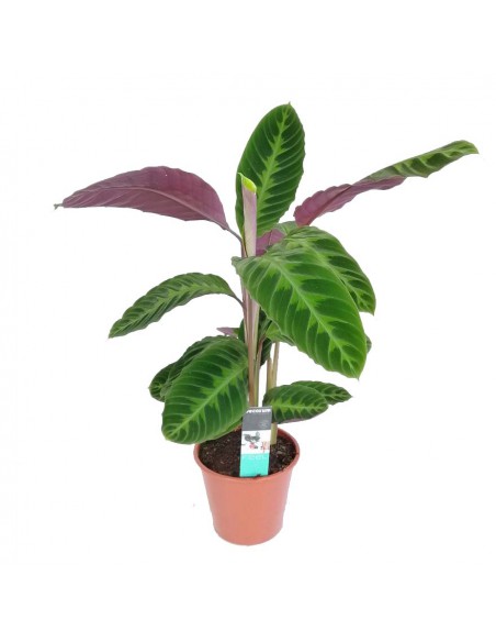 MARANTA CALATHEA WARSCEWICZII dimensione vaso 19 cm