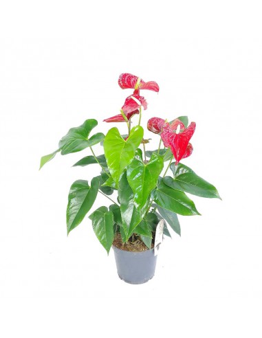 ANTHURIUM ANDREANUM RED CHAMPION diametro vaso 14 cm