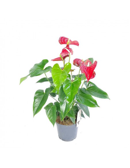 ANTHURIUM ANDREANUM RED CHAMPION vaso 14 cm