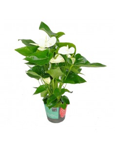 ANTHURIUM 'Alaska' - WHITE diametro vaso 17 cm