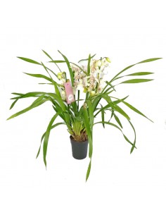 ORCHIDEA CYMBIDIUM 'WHITE' diametro vaso 14 cm