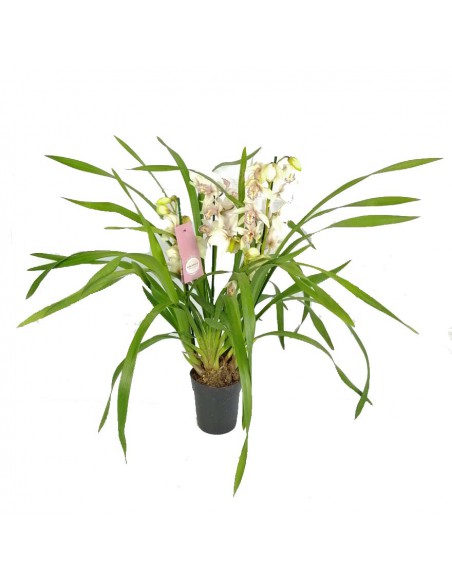 ORCHIDEA CYMBIDIUM 'WHITE' diametro vaso 14 cm