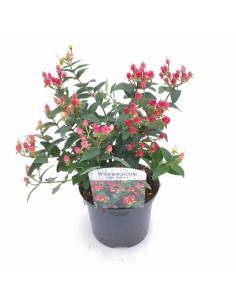 HYPERICUM  RED BERRY diametro vaso 17 cm
