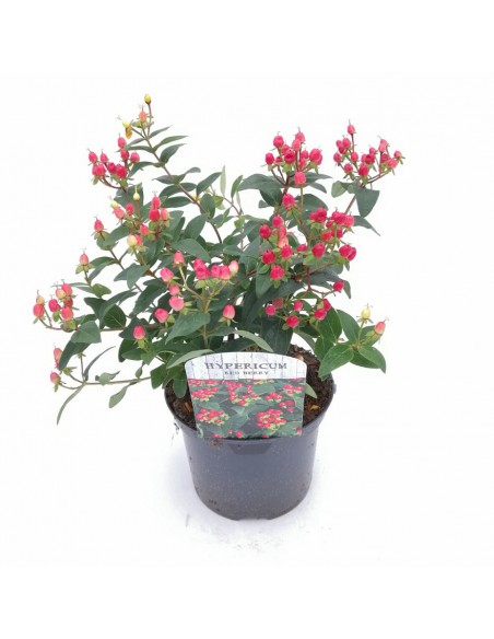 HYPERICUM  RED BERRY diametro vaso 17 cm
