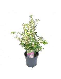 EUONYMUS FORT. BLONDY diametro vaso 17 cm