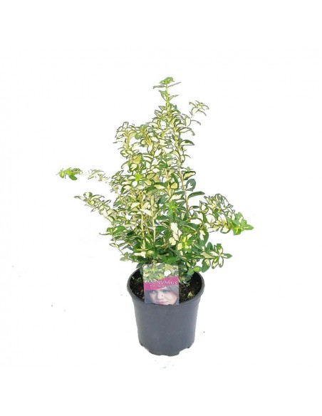 EUONYMUS FORT. BLONDY diametro vaso 17 cm