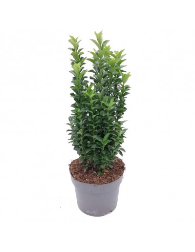 EUONYMUS JAP. 'GREEN SPIRE' diametro vaso 17 cm