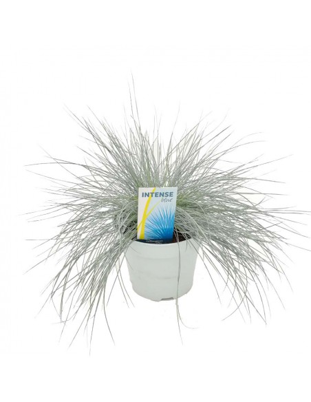 FESTUCA GLAUCA INTENS BLUE diametro vaso 17 cm