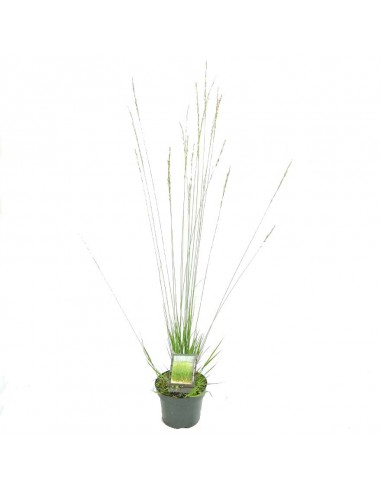 MOLINIA CAERULEA 'HEIDEBRAUT' diametro vaso 17 cm