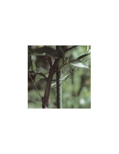TUTORE PIANTE IN ACCIAIO PLASTIFICATO ALTEZZA 150CM 2