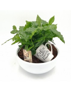 PIANTA DEL CAFFE VASO IN CERAMICA diam vaso 25 cm