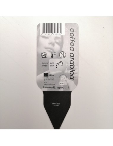 PIANTA DEL CAFFE VASO IN CERAMICA diam. vaso 19 cm