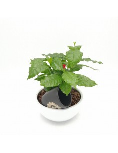 PIANTA DEL CAFFE VASO IN CERAMICA diam. vaso 19 cm
