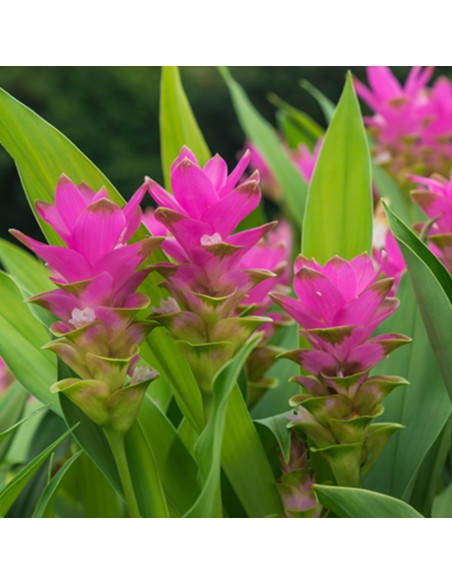 CURCUMA ALISMATIFOLIA "SIAM SPLASH" vaso 17 cm