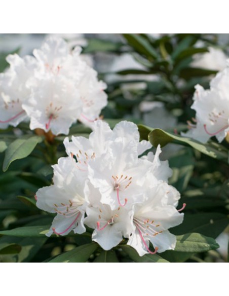 Azalea RHODODENDRON WHITE dimensione vaso 14 cm