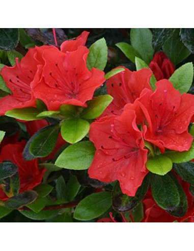 Azalea RHODODENDRON RED dimensione vaso 14 cm.