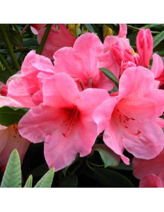 Azalea RHODODENDRON PINK dimensione vaso 14 cm 2