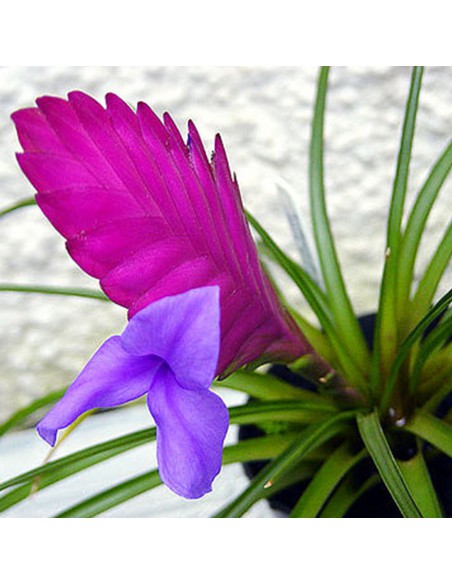 TILLANZIA CYANEA 'ANITA' dimensione vaso 9 cm